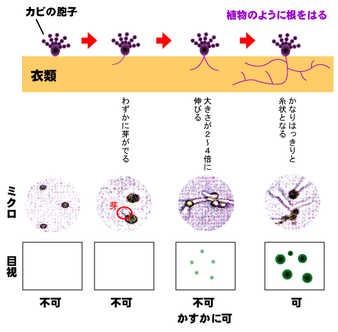 カビの防止術 衣服を保管する 東京都クリーニング生活衛生同業