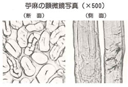 ラミー繊維